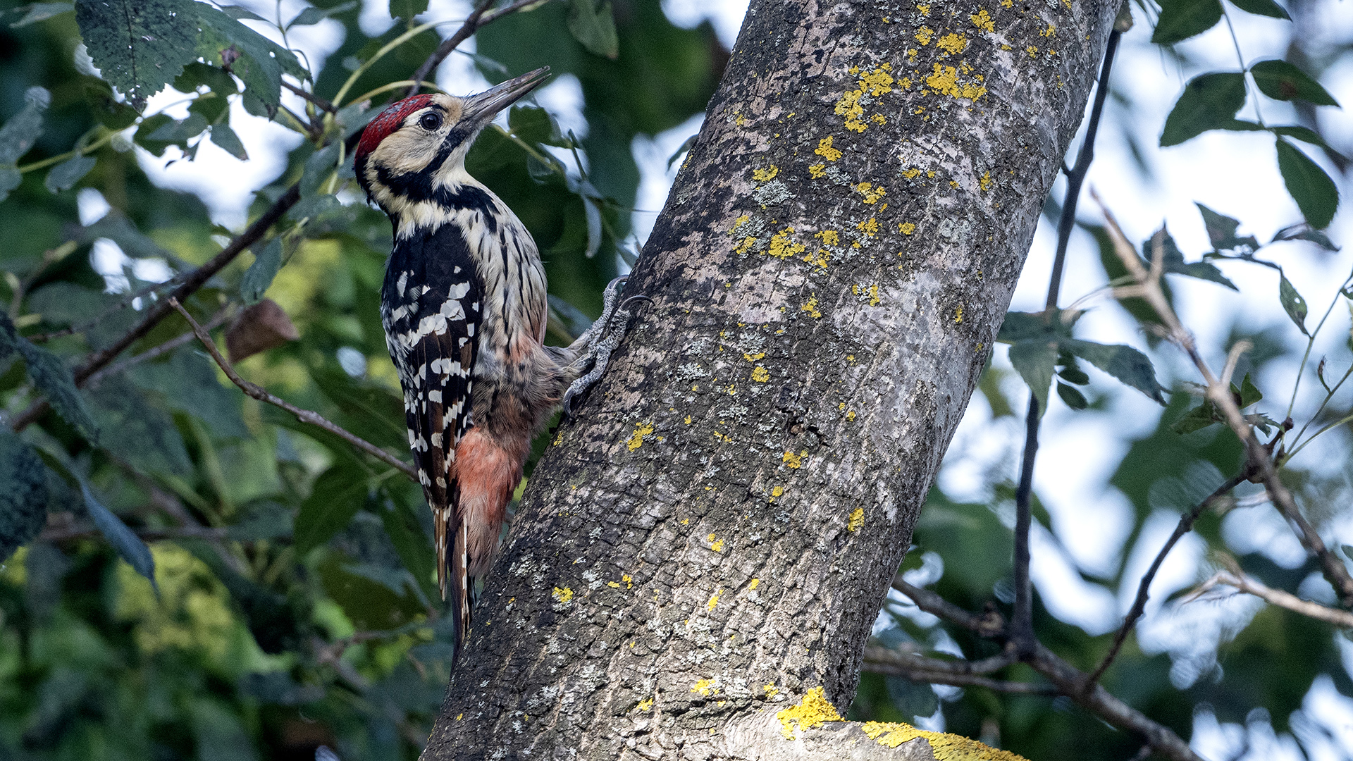 White-backed Woodpecker